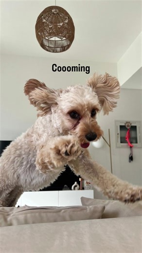 The sound of the fridge door. #cockapoo #dubai #puppies #puppiesoftiktok #dogsoftiktok
