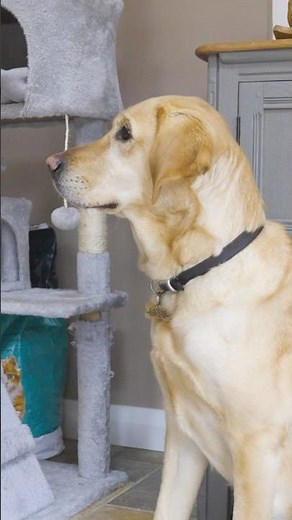 Tips for Introducing a New Dog to Your Cat 🐱