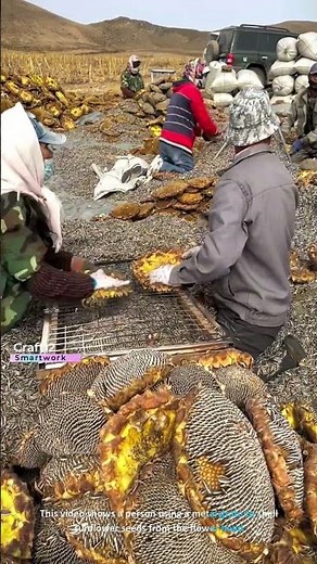 The process of manually shelling sunflower seeds