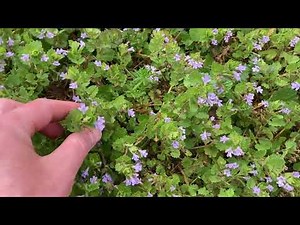 Eat Your Yard: Creeping Charlie (Edible Plant)