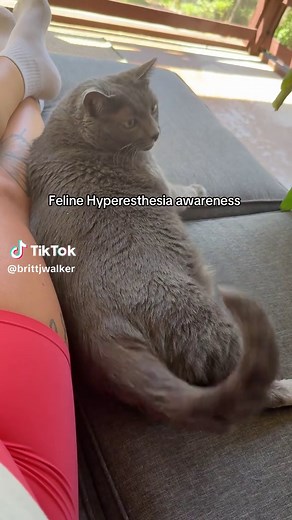 Understanding Feline Hyperesthesia Syndrome in Cats