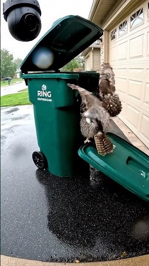 Owl Gets Stuck in Trash Can!