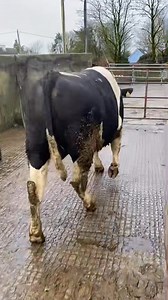 18 month old British Friesian bull 💪🏻💪🏻 Sold yesterday for breeding in line with pedigree prices but would be worth a pretty penny for the beef trade either 🥩 British Friesian the only choice for superior dairy males 👑 #breeding25 #britishfriesian #dairybulls #teamkilsunny | Kilsunny Pedigree Herds