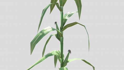 Maize Corn Plant - Download Free 3D model by gilles.schaeck
