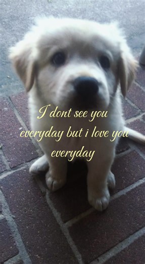 #imissyou #dog #fyppppppppppppppppppppppp #fyp #xybca | i don't see you everyday but i love you