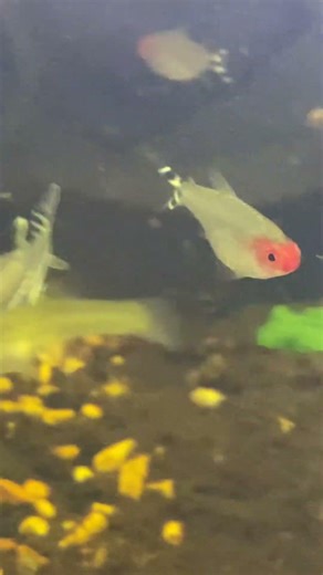 My first fish tank 😌