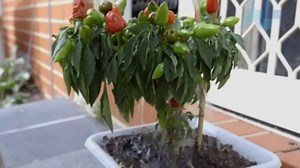 Gardening verbs - ABC Education