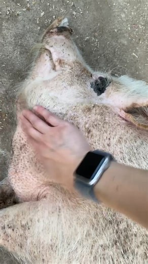 Shes so muddy #pig #fyp #asmr