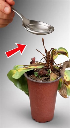 How to Revive Any Dying Plant With This Simple Trick (Works Every Time!) | GreenLife Guides