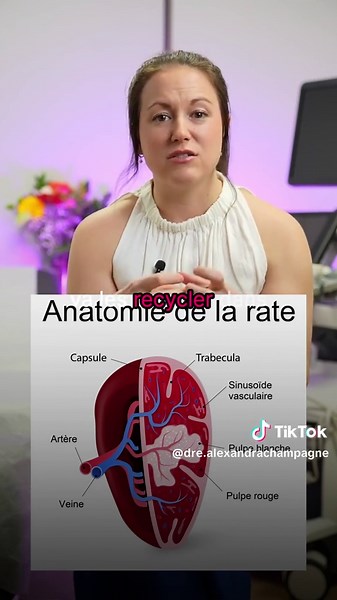 Les fonctions de la rate : Comprendre l'anatomie