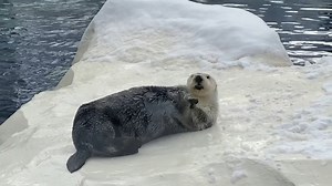 177K views · 6.6K reactions | Let's have a snowball! Watch as the animals at the Detroit Zoo make the most of these fabulous flurries. Plan your visit today. We are open all winter long: detroitzoo.org/  Patti Truesdell and Jennifer Harte. | Detroit Zoo | Facebook