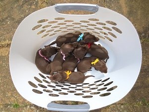 Mini Dachshunds first walk outside. Lola's last litter @ 2014