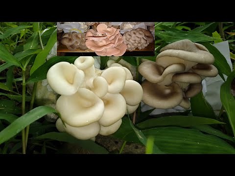 Must watch! How this man turned ordinary GRASS into MUSHROOM substrate.