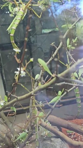 Goliath stick insects #animals #zoo #insects #goliath