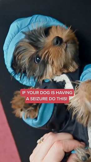 Dog Seizure First Aid Guide and Tips