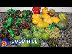 Trying NINE Exotic Fruits from Good Hill Farms in Fallbrook, California