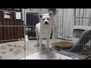 【秋田犬ゆうき】犬と人間の居場所を交換してみたら予想以上に戸惑われました【akita dog】