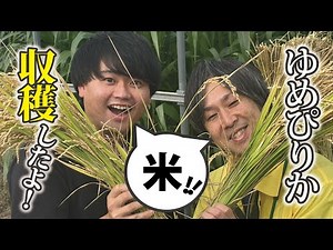 スターししどの【しし散歩】㉑食育【前編】！しし田んぼの収穫！北海道ブランド米｢ゆめぴりか｣を収穫します