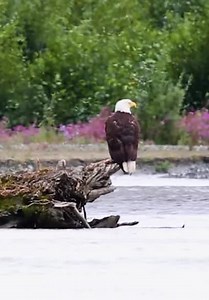 Brave Wilderness S01:E06 - Bald Eagle Adventure