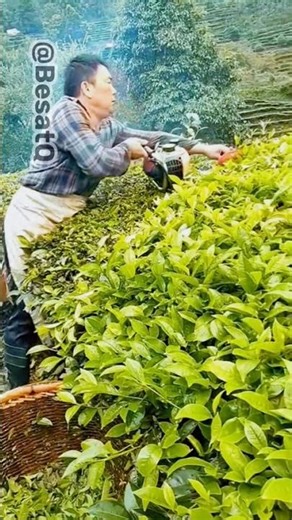 Tea Picking – The Art of Choosing the Finest Leaves