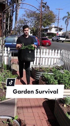 Living Off My Tiny Front Yard Garden Challenge