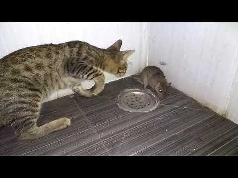 CAT VS MOUSE CAT EATS MOUSE ALIVE RAT EATEN BY CAT BIG FAT RAT