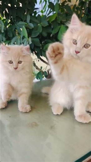 Two Fluffy Kittens Sitting Together 😻 Cutest Cat Friendship Moment #cutecats #catshorts #cats