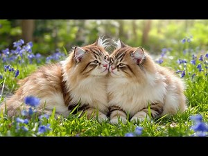 (No Ads) Cat Music for Relaxation 🐈 | 12 Hours of Sleep Music for Cats