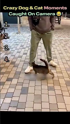 Crazy Dog & Cat Moments Caught On Camera 😂 #funnydogs #funnycats #viralvideo #pets