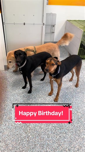 Celebrating Jack and Jumanji's 2nd Birthday