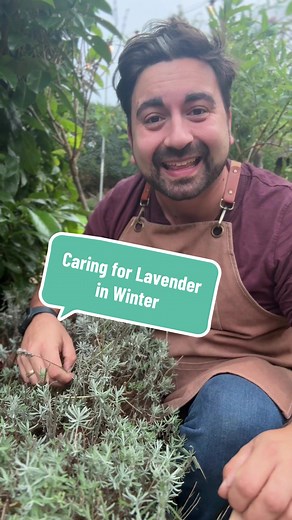 Essential Lavender Care Tips for Winter Success