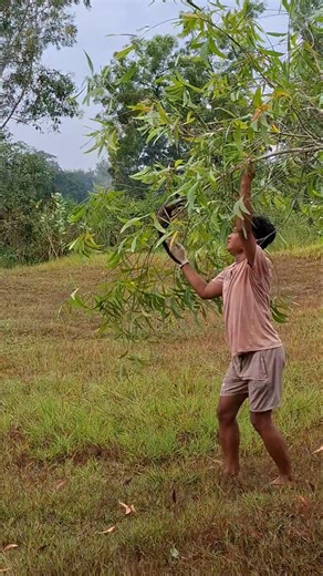 😱😱😱 failed to catch a wild civet in a tree #shortvideo #amazing