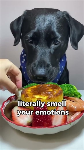 Things You Didn't Know About Dogs 🐶