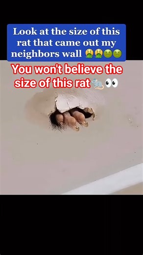 You won't believe the size of this rat 🐀👀 #shorts