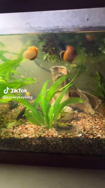 Tank tour!. ☺️ #fishtank #liveplants