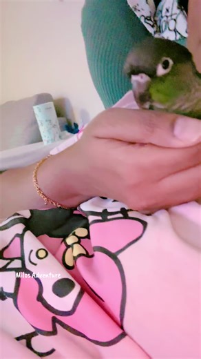 2 types of birds 😂🤣 #greencheekconure #indianringneck #parrotsoftiktok #dontwanttolooseyounow #bsb