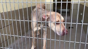 2.4K views · 70 reactions | Adopted for Co Rescue Status: RED CHAZ...