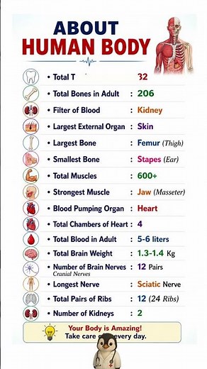 Human Body Facts You Should Know 🧠