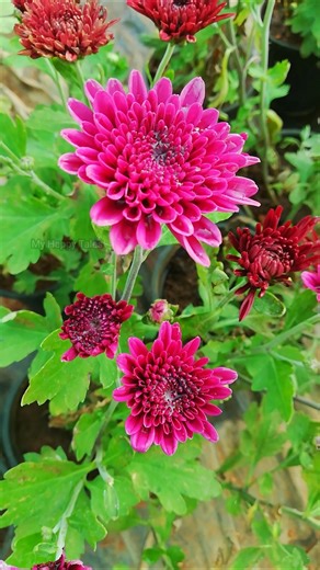 சாமந்தி பூ வகைகள் | Variety of Chrysanthemum|red &violet #shorts #shortvideo #flower #nature #garden