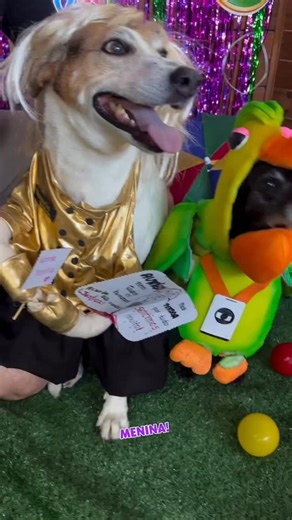 Ana Maria Braga on Instagram: "Gente, mas olha isso… até eu e o Louro fomos parar na folia! O BloCÃO do @educadordecaesoficial entrou no clima de Carnaval e dessa vez os doguinhos apareceram fantasiados de Ana Maria Braga e Louro!! Tem coisa mais fofa? Eu fico imaginando a produção desses looks, a animação, o rabinho balançando no meio da festa… é alegria que contagia mesmo. Carnaval também é isso: brincar, se divertir e espalhar leveza por onde a gente passa. Que seja uma festa cheia de cuidado