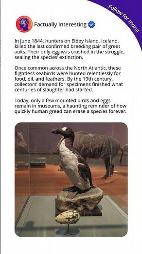 The Tragic Extinction of the Great Auk: Humanity’s Last Hunt