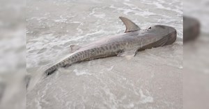 Marco Island beachgoers stunned by 12-foot tiger shark sighting