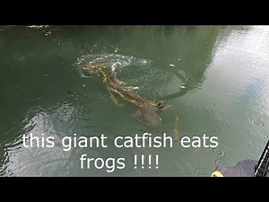 ATTAQUES de SILURES dans les HERBIERS et comment les aborder , stratégies d'approche