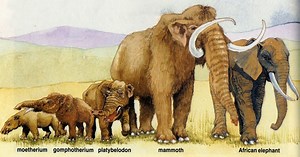 animal evolution