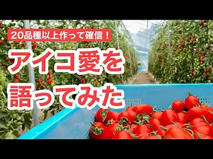 [Cherry Tomato Cultivation] Aiko is the best! Why professional farmers praise it so highly