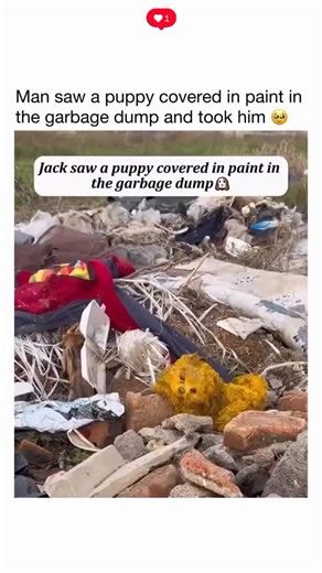 Nature � on Instagram: "Jack was walking near a garbage dump when he saw a tiny puppy covered in paint and barely moving. Without thinking twice, he picked him up and took him home. What started as an act of compassion turned into a beautiful story of rescue and second chances. The little dog is now healthy, happy, and finally loved."
