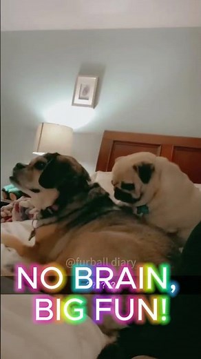 Dogs Core Part 10: The Ultimate Weekend Chaos! 🤯 (Zero Logic Fails) #funny #petcomedy #zerologic