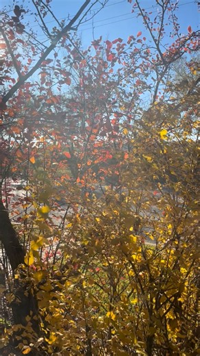 . . .more Autumn Beauty . . .#naturetherapy | Patricia Thompson Shaklee Ambassador | Facebook