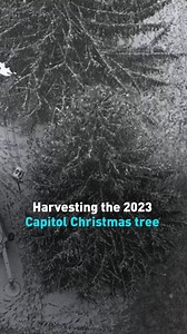 2.6K views · 74 reactions | The 2023 U.S. Capitol Christmas tree has been selected. Harvested from the Allegheny Mountains of West Virginia, the tree has few stops before arriving in Washington. #Christmas #tree #WestVirginia #USCapitol #cgtnamerica | CGTN | Facebook