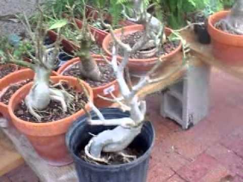 Desert Roses Diseases & Pruning